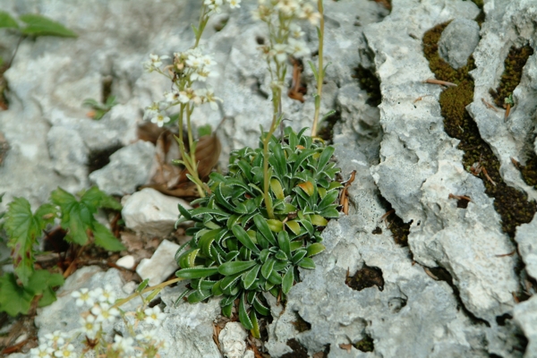 Saxifraga callosa / Sassifraga meridionale